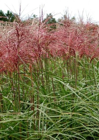 МІСКАНТУС sinensis Malepartus 
